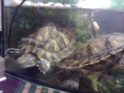 Прикрепленное изображение: Фото0033.jpg